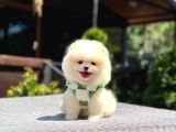 Teddy Face Pomeranian Boo