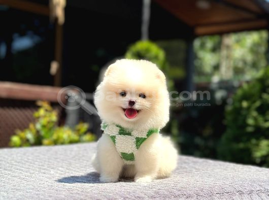 Teddy Face Pomeranian Boo görsel