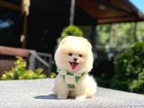 Teddy Face Pomeranian Boo