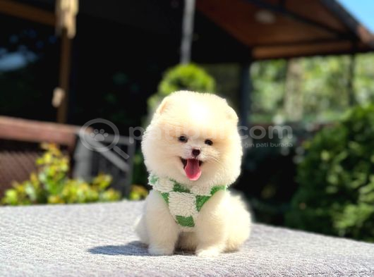 Teddy Face Pomeranian Boo görsel