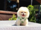 Teddy Face Pomeranian Boo