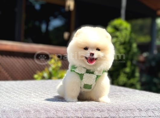 Teddy Face Pomeranian Boo