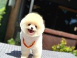 Pamuk şekeri Pomeranian
