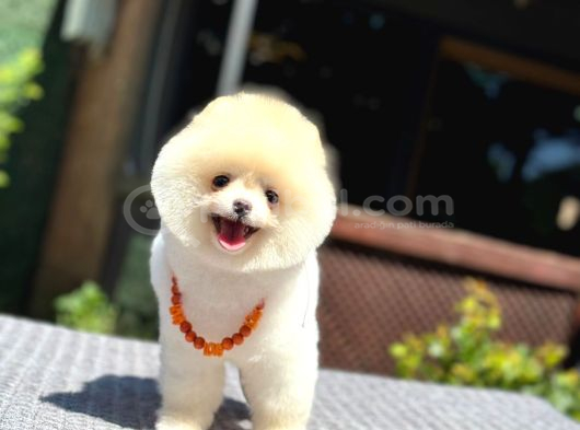 Pamuk Şekeri Pomeranian