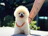 Pamuk Şekeri Pomeranian