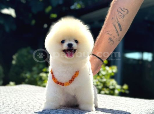 Pamuk Şekeri Pomeranian görsel