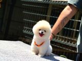 Pamuk Şekeri Pomeranian