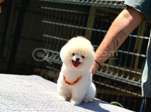 Pamuk Şekeri Pomeranian görsel