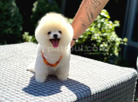 Pamuk Şekeri Pomeranian görsel
