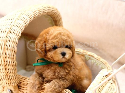 Ağustos AYI uygun bütçeli KAMPANYALI TOY POODLE BEBEKLERİMİZ