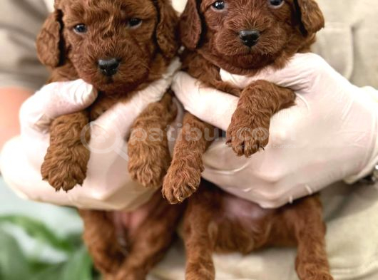 Safkan A Kali̇te Toy Poodle Bebekleri̇m