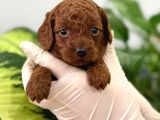 Safkan A Kali̇te Toy Poodle Bebekleri̇m