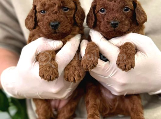 Safkan A Kali̇te Toy Poodle Bebekleri̇m görsel