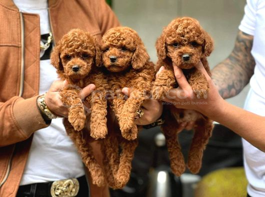 GÜLEN YÜZ YAPISINA SAHİP TOY POODLE BEBEKLERİM