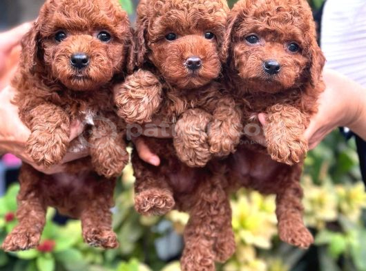 Gülen Yüz Yapisina Sahi̇p Toy Poodle Bebekleri̇m görsel