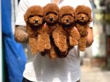 Gülen Yüz Yapisina Sahi̇p Toy Poodle Bebekleri̇m