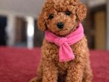 A Plus Toy Poodle İsteyenlere