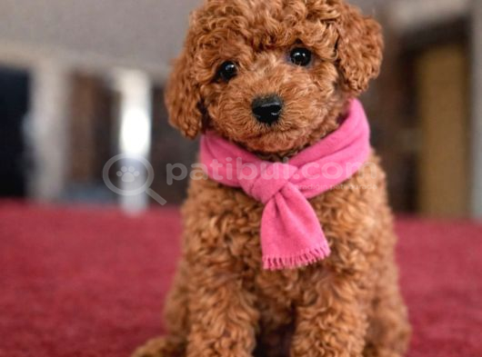 A Plus Toy Poodle İsteyenlere görsel