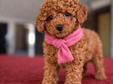 A Plus Toy Poodle İsteyenlere