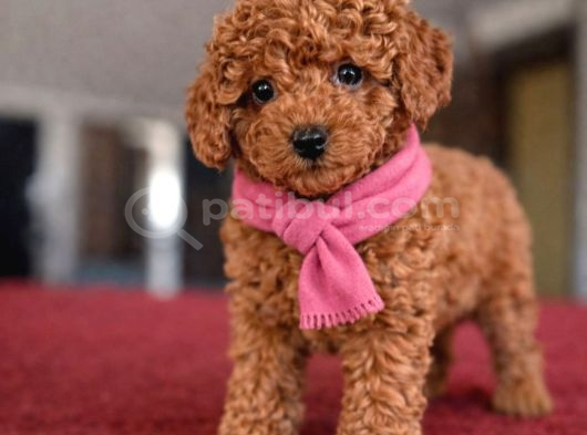 A Plus Toy Poodle İsteyenlere görsel