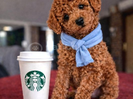 A PLUS TOY POODLE İSTEYENLERE