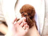 KALİTE İSTEYENLERİN YERİYİZ BUYRUN EFENDİM TOY POODLE BEBEK