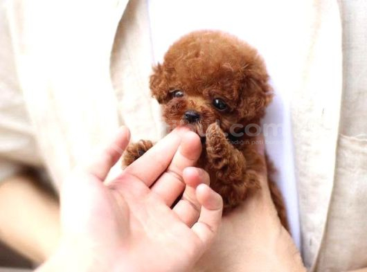 Ayicik Yüz Yapisina Sahi̇p Toy Poodle Bebekleri̇m görsel