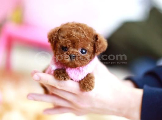 Kali̇te İsteyenleri̇n Yeri̇yi̇z Buyrun Efendi̇m Toy Poodle Bebek görsel