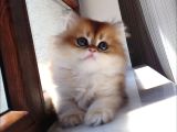 Safkan Golden Di̇şi̇ Bear Face Premi̇um