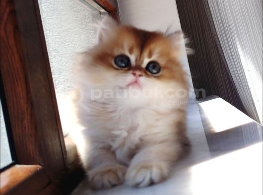 Safkan Golden Di̇şi̇ Bear Face Premi̇um görsel