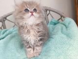 Sevimli British Golden longhair Bebeklerim
