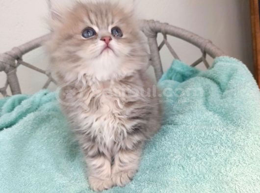 Sevimli British Golden Longhair Bebeklerim
