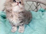 Sevimli British Golden Longhair Bebeklerim