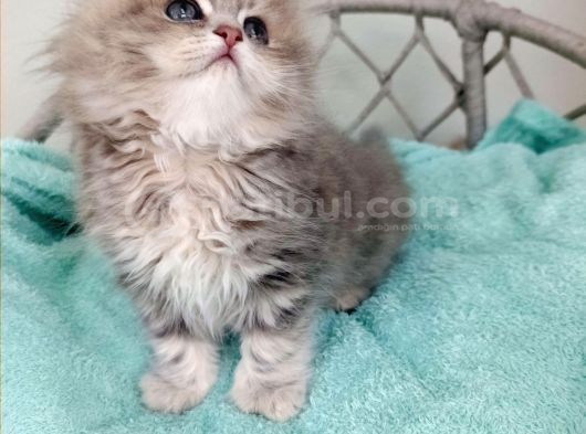 Sevimli British Golden Longhair Bebeklerim görsel