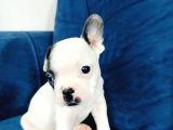 Maskeli French Bulldog Yavruları