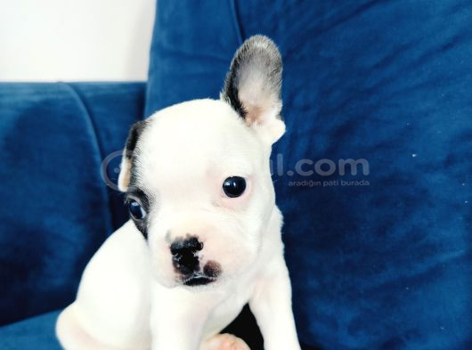 Maskeli French Bulldog Yavruları görsel