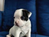 Maskeli French Bulldog Yavruları