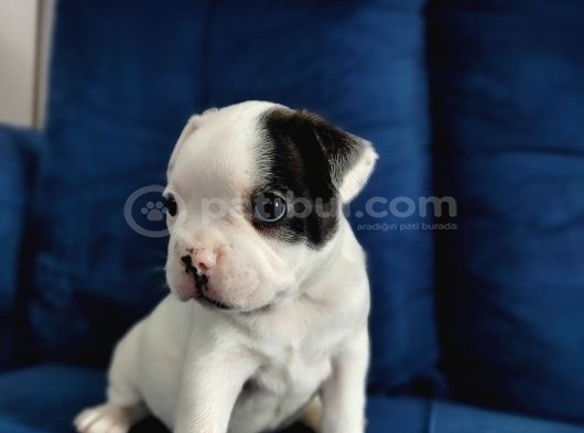 Maskeli French Bulldog Yavruları görsel