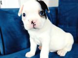 Maskeli French Bulldog Yavruları