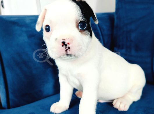 Maskeli French Bulldog Yavruları görsel