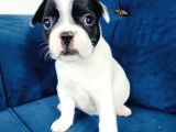Maskeli french bulldog yavruları