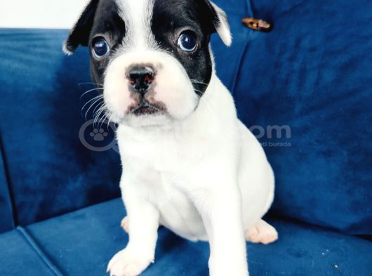 Maskeli French Bulldog Yavruları