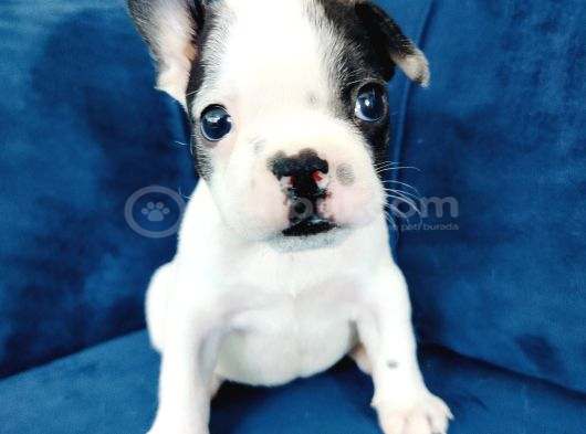 Maskeli French Bulldog Yavruları görsel