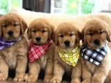 A kalite golden yavrular