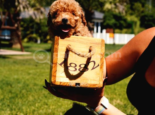 EĞİTİMLİ POODLE BEBEKLERİ SİZLERİ BEKLİYOR