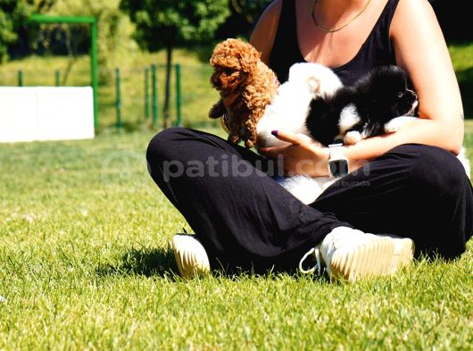 BİZİ ARAMADAN KARAR VERMEYİN POODLE YAVRULARI