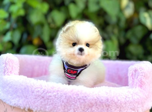 Orjinal Tedy Bear Yavrularımız görsel