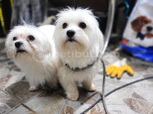 Maltese Yavrular görsel