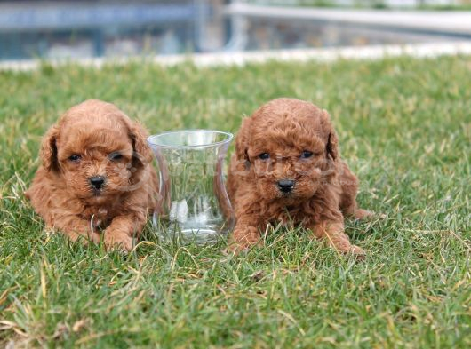 Teddy Kore Poodle Yavrulari görsel