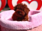 Orjinal Toy Poodle Yavrumuz